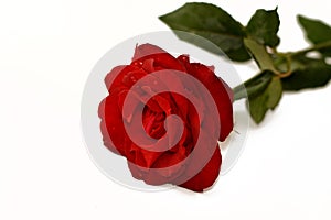 Red rose flower with dew drops on its fresh petals isolated on white background, concept of life, joy, happiness, anniversary,
