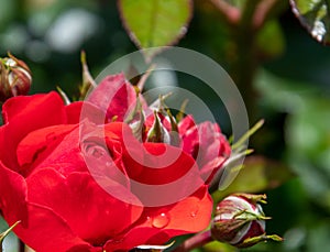 Red Rose flower with dewdrops .