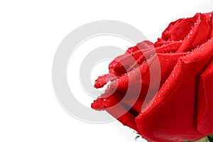 Red rose flower with drops of morning dew, closeup isolated on white background with copy space, macro.