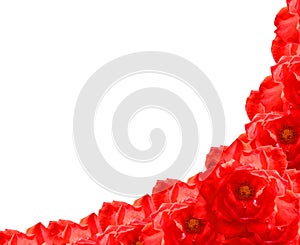 Red rose flower frame