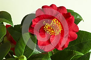 A red rose flower in full bloom against a white background