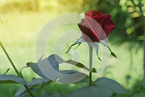 Red rose flower in the garden on the morning