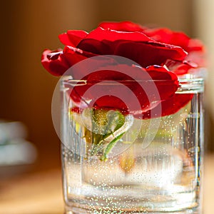 Red rose flower in a glass with water indoors