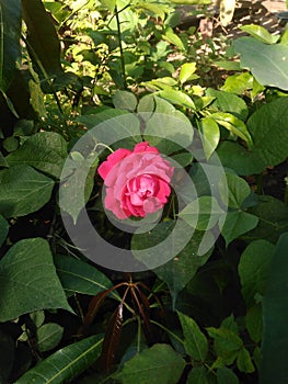 Red rose flower with green leaf