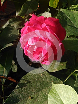 Red rose flower with green leaf