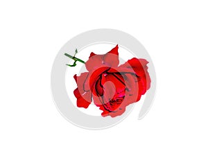 Red rose flower with green leaves on a white background