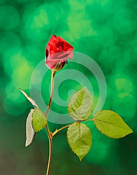 Red rose flower, green light bokeh background, close up