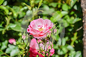 Red rose flower, green vegetation bokeh background