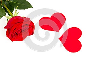 Red rose flower with hearts