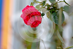 A red rose flower in the home
