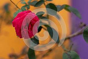 A red rose flower in the home