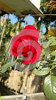 Red rose flower i love it red rose