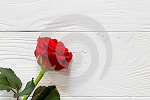 Red rose flower isolated on light wooden background with copyspace