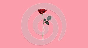 Red rose flower isolated on pink background