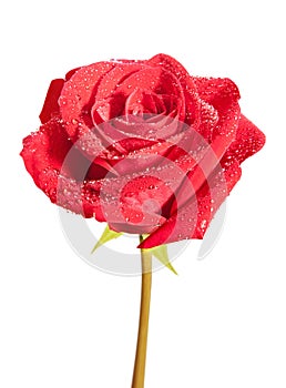 Red rose flower isolated on white