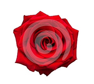 Red rose flower isolated on white background