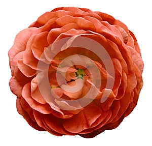 Red rose flower isolated on white background with clipping path. Closeup no shadows. For design.