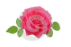 Red rose flower and leaves isolated on white. Transparent png additional format