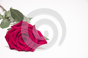 Red rose flower with leaves on a white background.