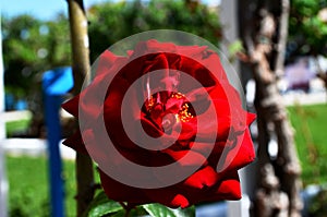 Red rose. Flower of love. photo