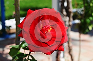 Red rose. Flower of love. photo