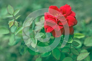 Red rose flower on mint green background