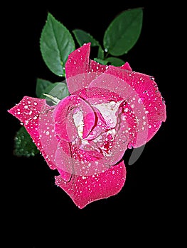 A Red Rose Flower in The Night