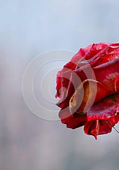 Red rose flower plant petals