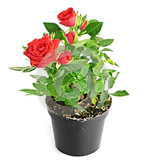 Red Rose in the flower pot