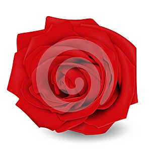 Red rose. Flower. Realistic  vector illustration. Isolated on white