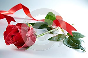 Red Rose Flower With Red Ribbon