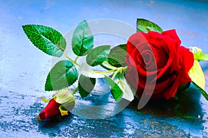 Red rose flower on rustic floor. Nature still life love romantic background theme. Wallpaper web banner design decoration for