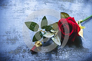 Red rose flower on rustic floor. Nature still life love romantic background theme. Wallpaper web banner design decoration for