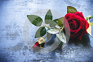 Red rose flower on rustic floor. Nature still life love romantic background theme. Wallpaper web banner design decoration for