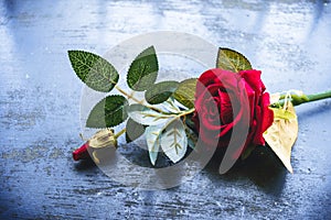 Red rose flower on rustic floor. Nature still life love romantic background theme. Wallpaper web banner design decoration for