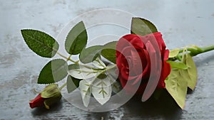 Red rose flower on rustic floor. Nature still life love romantic background theme. Wallpaper web banner design decoration for