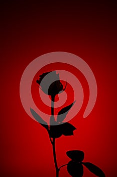 Red rose flower silhouette against dark red background close up detail view