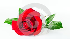 Red rose flower