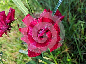 Red rose flower with small waterdrops image