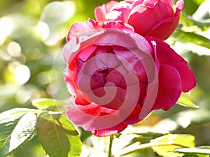 Red rose flower in soft backlite