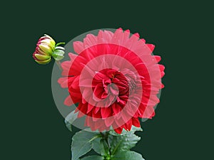 A red rose is a flower with soft, velvety petals that are bright red in color. Its scent