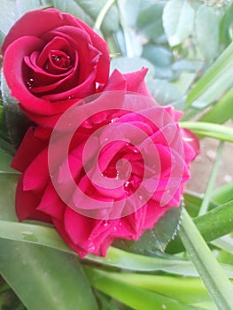 Red rose flower with some water drops