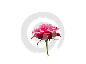 Red rose flower with stem and leaves side view isolated
