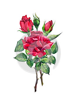 Red rose flower - stem with leaves. Watercolor