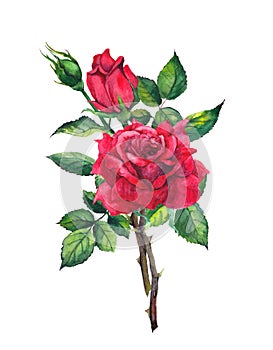 Red rose flower - stem with leaves. Watercolor