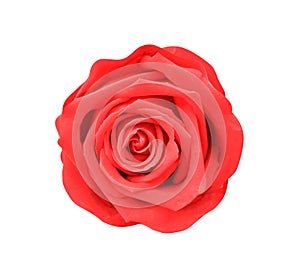 Red rose flower top view isolated on white background and clipping path