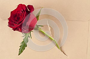 Red rose flower in a torn paper envelope.