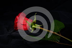 Red rose flower under spot light