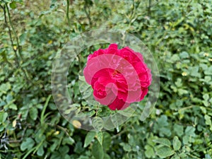Red rose flower walpaper natural photo