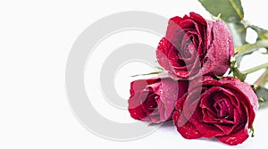 Red Rose flower with water drops